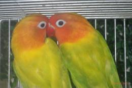 IN-4338　ヤマブキボタンインコ　ペアで　若
