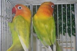 IN-4338　ヤマブキボタンインコ　ペアで　若