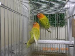 IN-4338　ヤマブキボタンインコ　ペアで　若