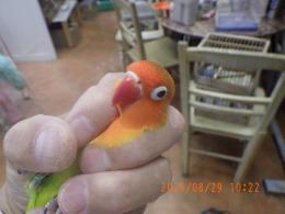 IN-4338　ヤマブキボタンインコ　ペアで　若