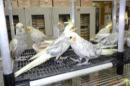 IN-3980　オカメインコ・イザベラ、パール　パイド　一人餌