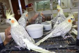 IN-3980　オカメインコ・イザベラ、パール　パイド　一人餌
