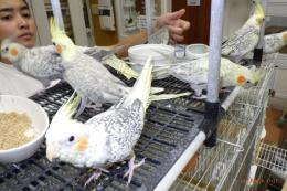 IN-3980　オカメインコ・イザベラ、パール　パイド　一人餌