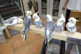 IN-3981 オカメインコ・パイド　一人餌に成りました