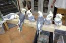 IN-3981 オカメインコ・パイド　一人餌に成りました