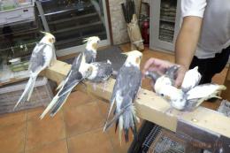 IN-3981 オカメインコ・パイド　一人餌に成りました