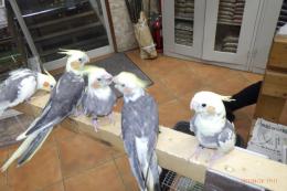 IN-3981 オカメインコ・パイド　一人餌に成りました