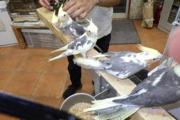 IN-3981 オカメインコ・パイド　一人餌に成りました