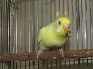 In 2371 赤目のセキセイインコ 若雌 キットウココ ペット部