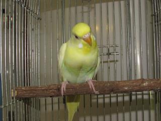 In 2371 赤目のセキセイインコ 若雌 キットウココ ペット部