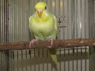 IN-2371 赤目のセキセイインコ 若雌 | キットウココ ペット部