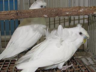 IN-2373 ダブルファクター羽衣セキセイのホワイトの雄 | キットウココ