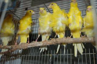 昭和33,35年発行】カナリヤの飼い方 カナリヤ飼育法 2冊セット カナリア