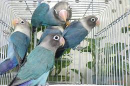 IN-4531　無判別　キエリボタンインコのブルー系　巣立ったばっかり