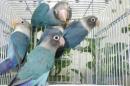 IN-4531　無判別　キエリボタンインコのブルー系　巣立ったばっかり