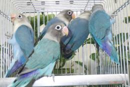 IN-4531　無判別　キエリボタンインコのブルー系　巣立ったばっかり