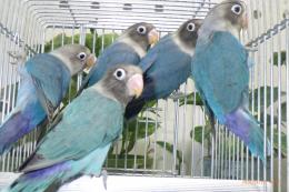 IN-4531　無判別　キエリボタンインコのブルー系　巣立ったばっかり
