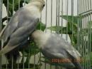IN-4532　キエリボタンインコの白　生後3カ月程度