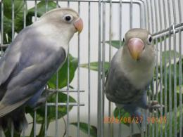 IN-4532　キエリボタンインコの白　生後3カ月程度