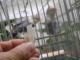 IN-4532　キエリボタンインコの白　生後3カ月程度