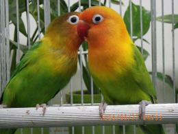 IN-4533　キエリボタンインコ　2羽での価格