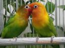IN-4533　キエリボタンインコ　2羽での価格