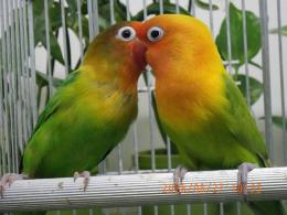 IN-4533　キエリボタンインコ　2羽での価格