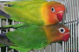 IN-4533　キエリボタンインコ　2羽での価格