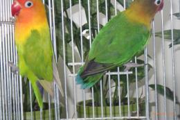 IN-4533　キエリボタンインコ　2羽での価格