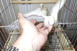 HT-1107　白い鳩の子供　挿し餌中