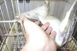 HT-1107　白い鳩の子供　挿し餌中