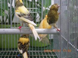 KOT-2886　鳴きカナリヤ　26年生の若　雄っぽい雌っぽいの2羽で