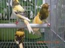 KOT-2886　鳴きカナリヤ　26年生の若　雄っぽい雌っぽいの2羽で