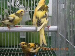 KOT-2886　鳴きカナリヤ　26年生の若　雄っぽい雌っぽいの2羽で