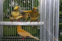 KOT-2886　鳴きカナリヤ　26年生の若　雄っぽい雌っぽいの2羽で