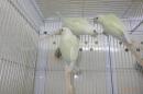IN-3992　アカオウロコインコのムーンチーク　若