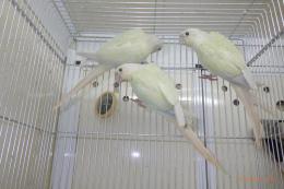 IN-3992　アカオウロコインコのムーンチーク　若残り1羽　メス