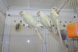 IN-3992　アカオウロコインコのムーンチーク　若残り1羽　メス