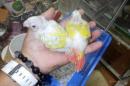 IN-3993　アカオウロコインコのサンチーク　雛