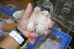 IN-3993　アカオウロコインコのサンチーク　雛