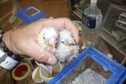 IN-3993　アカオウロコインコのサンチーク　雛