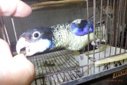 IN-3994　ズグロサメクサインコの一人餌の子　女の子