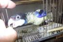 IN-3994　ズグロサメクサインコの一人餌の子　女の子
