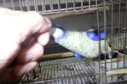 IN-3994　ズグロサメクサインコの一人餌の子　女の子