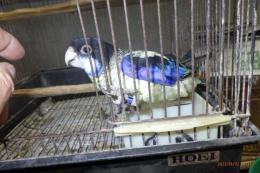 IN-3994　ズグロサメクサインコの一人餌の子　女の子