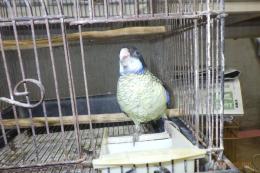 IN-3994　ズグロサメクサインコの一人餌の子　女の子