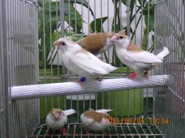 KOT-2888　和ジュウシマツ、茶梵天の雄雌で