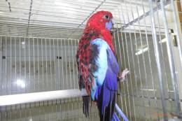 IN-4341　アカクサインコ　23年♀メス