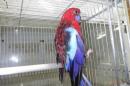 IN-4341　アカクサインコ　23年♀メス