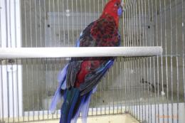 IN-4341　アカクサインコ　23年♀メス